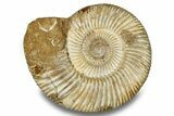 Jurassic Ammonite (Perisphinctes) - Madagascar #256256-1